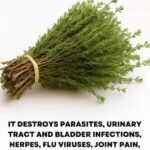 Oregano: Nature’s Small but Mighty Healer